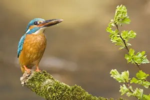Common Kingfisher - Adult male with fish prey in beak - Overijssel - Twente - The Netherlands
