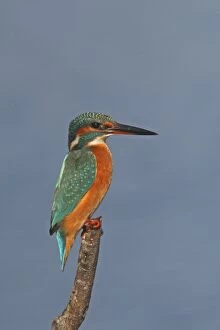 Common Kingfisher - female on perch