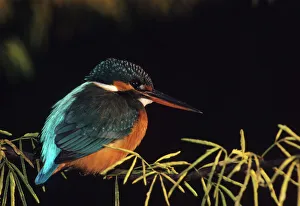 Images Dated 1st April 2005: Common Kingfisher Keoladeo National Park, India