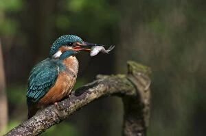 Alcedo Atthis Gallery: Common Kingfisher perched on branch with prey