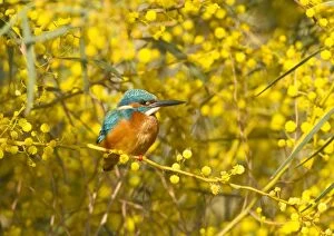 Cyprus Gallery: Common Kingfisher - perched in yellow flowering Mimosa Tree (Albizia julibrissin)