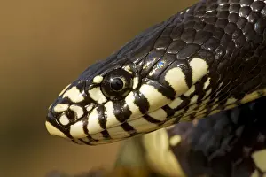 Common Kingsnake - Head - Arizona - USA