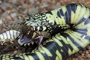 Common Kingsnake (Lampropeltus getula) eating Mohave Rattlesnake (Crotalus scutulatus) - Close-up - Arizona - USA