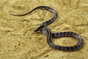 Snakes Prints: Common Krait Snake