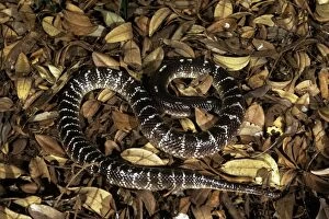 Images Dated 20th August 2011: Common Krait Snake - India