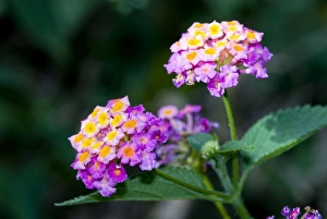 Images Dated 2nd May 2007: Common Lantana / Bird's Brandy / Tickberry flowers. Native of Central and South America