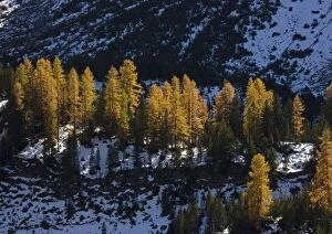 Images Dated 14th October 2005: Common Larches in autumn, in the Swiss National Park, just west of Zernez. Switzerland