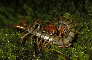 Centipede Prints: A common large centipede, unidentified species