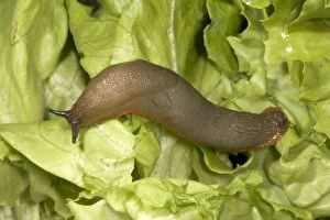 Images Dated 26th June 2005: Common Large Garden Slug - On lettuce UK garden