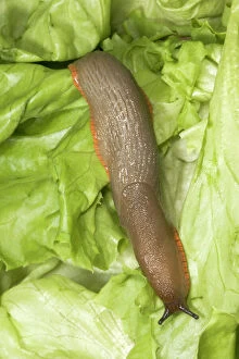 Leaf Collection: Common Large Garden Slug - On lettuce UK garden