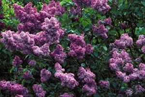 Images Dated 10th May 2007: Common Lilac