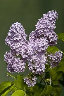 Images Dated 6th May 2005: Common Lilac - Mauve - inflorescence