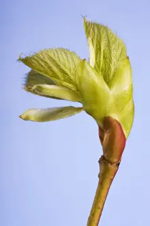 Lime Prints: Common lime bud and leaf