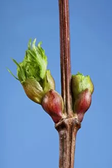 Stems Gallery: Common lime bud and leaf
