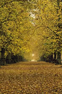 Avenue Prints: Common LIme Tree - autumn Clumber Park Nottinghamshire UK
