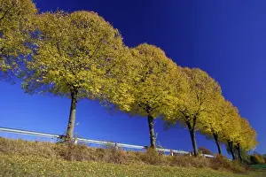Lime Prints: Common Lime Trees - On roadside, in autumn colour Lower Saxony, Germany