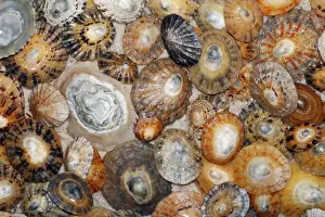 Limpet Prints: Common Limpet Shells - on coast at Bamburgh, Northumberland, England