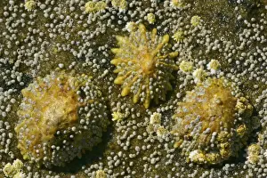 Hebrides Prints: Common limpets and acorn barnacles on a rock at low tide coast near Elgol