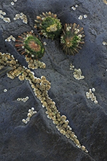 Images Dated 24th September 2007: Common Limpets and Common Rock Barnacles (Balanus balanoides) - on seashore rock, Northumberland