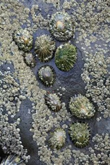 Images Dated 24th September 2007: Common Limpets and Common Rock Barnacles (Balanus balanoides) - on seashore rock, Northumberland