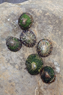 Images Dated 24th September 2007: Common Limpets and Common Rock Barnacles (Balanus balanoides) - on seashore rock, Northumberland