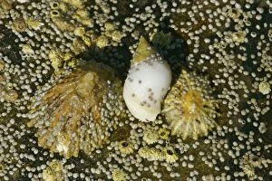 Common limpets, dogwhelk and acorn barnacles on a rock at low tide