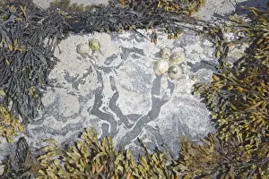 Limpet Prints: Common Limpets - showing feeding paths on rocks at low tide - Barray - Orkney IN000910