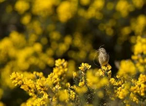 Bushes Gallery: Common Linnet female with nesting material on gorse