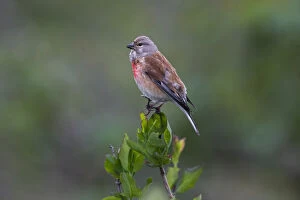 April Gallery: Common Linnet - male singing, North Hessen, Germany Date: 11-Feb-19