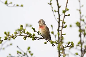 April Gallery: Common Linnet - singing, North Hessen, Germany Date: 11-Feb-19