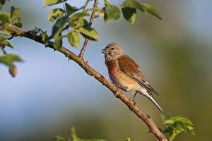 April Gallery: Common Linnet - singing, perched on briar, North Hessen, Germany Date: 11-Feb-19