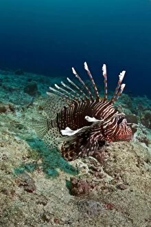 Images Dated 1st January 2012: Common Lionfish