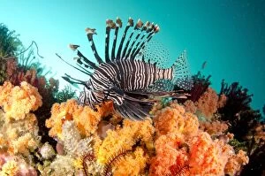 Images Dated 6th March 2014: Common Lionfish with soft corals Yellow Wall of