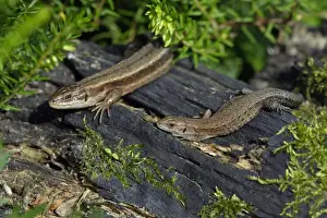 Common Lizard - pair basking in the sun, in garden, Lower Saxony, Germany
