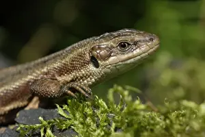 Common Lizard- portrait of animal, in garden, Lower Saxony, Germany