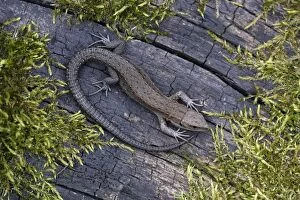 Common Lizard - young animal, in garden
