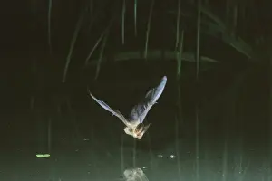 Long Eared Prints: Common Long-eared / Brown Long-eared / Long-eared Bat - In flight over a pond Swiss jura