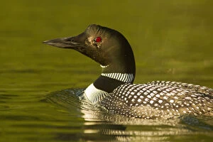 Common Loon on Beaver Lake in the Stillwater