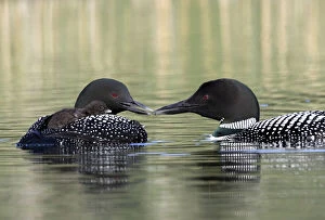 Images Dated 22nd July 2010: Common Loon (Gavia immer), Lac le Jeune