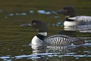 Common Gallery: Common Loon (Gavia immer) pair on lake near