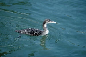 Images Dated 23rd March 2007: Common Loon / Great Northern Diver