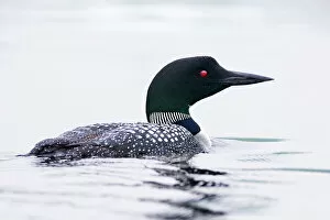 Duck Gallery: Common Loon / Great Northern Diver