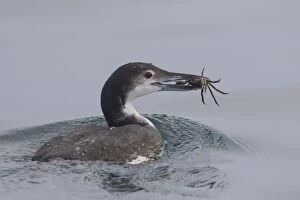 Common Loon, Great Northern Diver adult Loon
