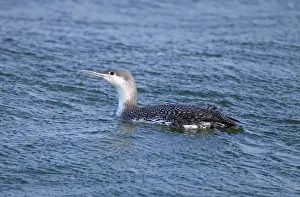 Divers Prints: Common Loon / Great Northern Diver - winter plumage. February at Barnegat Light, NJ, USA