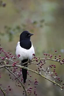 Images Dated 30th October 2006: Common Magpie - Perched in hawthorn