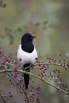 Magpies Prints: Common Magpie Perched in hawthorn Cleveland, UK