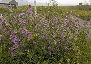 Mallow Prints: Common Mallow