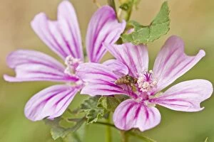 Images Dated 28th August 2014: Common Mallow - in flower