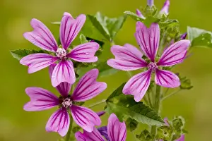 Common Mallow (Malva sylvestris) in flower. Common wild plant, also grown in gardens. Dorset