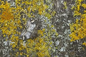 Common Marbled Carpet - Camouflaged against lichen